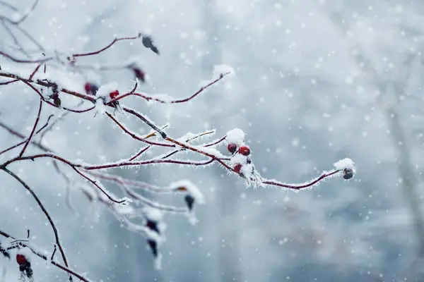 Meteoroloji’den Kuzey ve Doğu Bölgelerine Yağış ve Kar Uyarısı