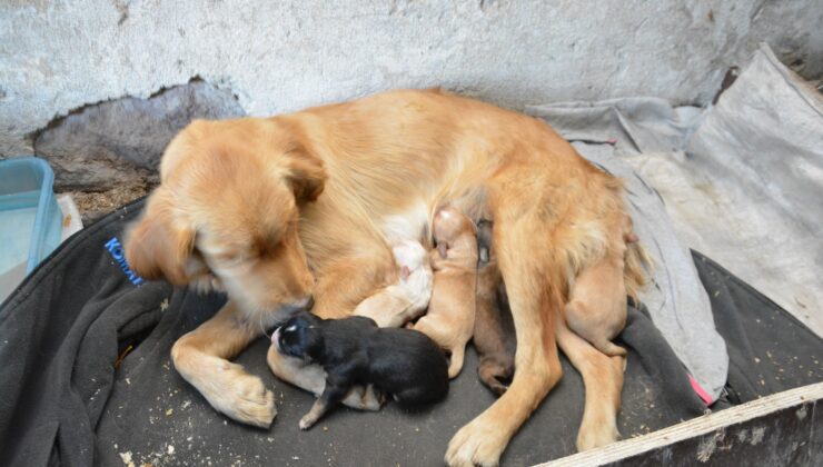 Kastamonu’da Sahipsiz Hayvanları Koruma Birliği Kurulacak