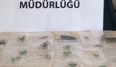 Adıyaman’da Çekirge Toplayan 3 Yabancı Uyruklu Şahsa 2 Milyon 97 Bin Lira Ceza